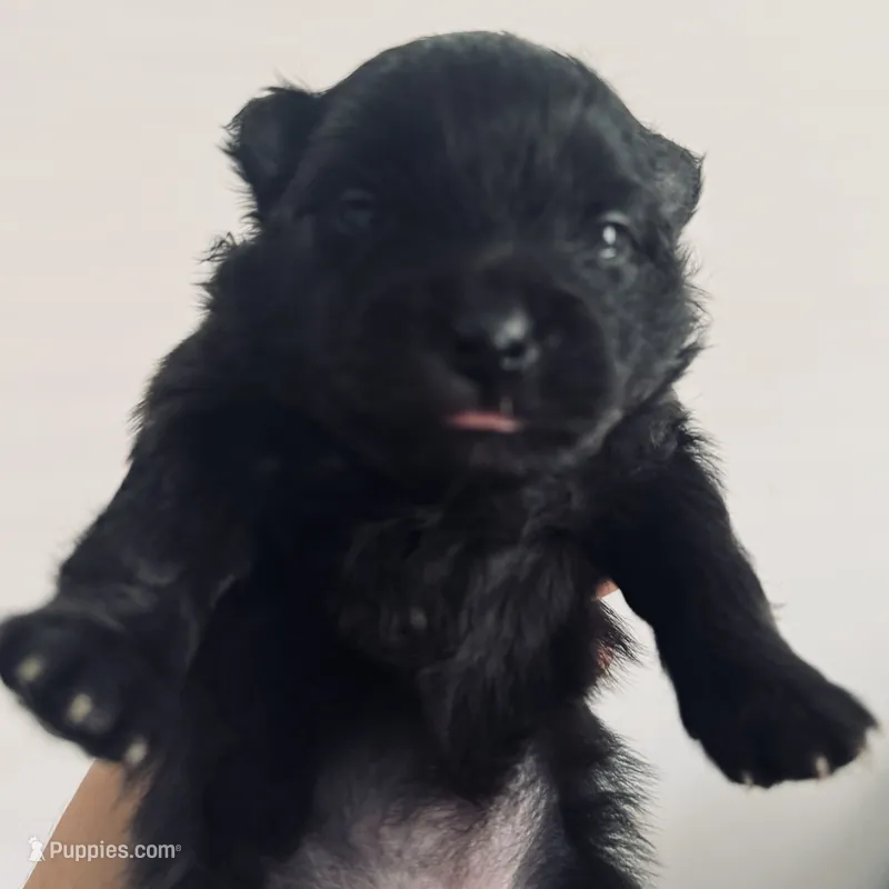 AKC includes INSURANCE Solid Black DNA Health Tested Purebred – Pomeranian puppy for sale in Columbus, OH