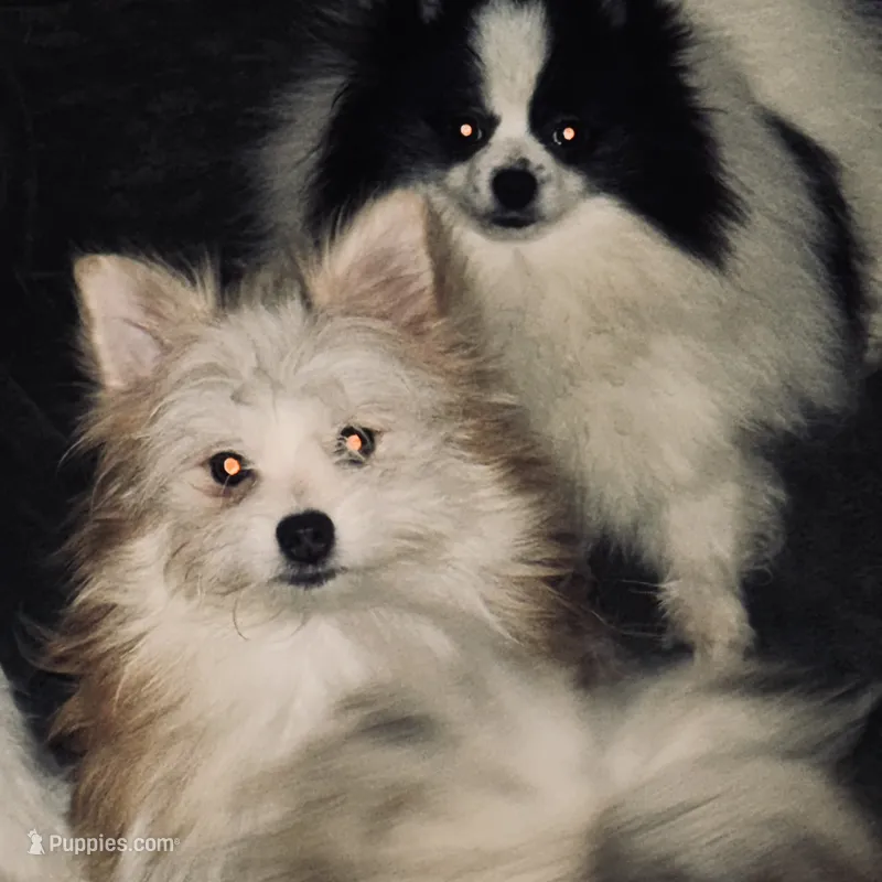 AKC DNA Tested 100% Pom Includes INSURANCE Fawn Lap Dog – Pomeranian puppy for sale in Columbus, OH