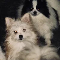 AKC DNA Health Tested 100% Pom Includes INSURANCE Born ECLIPSE, a female Pomeranian for sale in Columbus, OH – 1 of 10