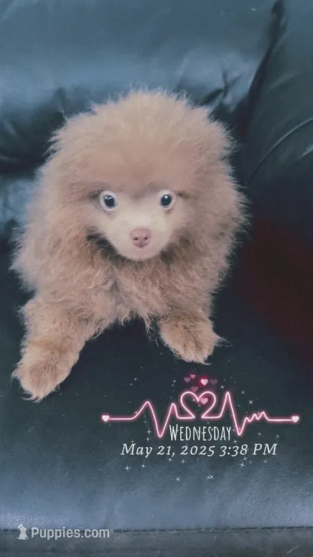 AKC Lavender Pom Leash Trained