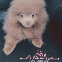 AKC Lavender Pom Leash Trained, a male Pomeranian for sale in Columbus, OH – Photo 1 of 5