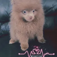 AKC Lavender Pom Leash Trained, a male Pomeranian for sale in Columbus, OH – Photo 4 of 5