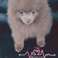 AKC Lavender Pom Leash Trained, a male Pomeranian for sale in Columbus, OH – Photo 5 of 5