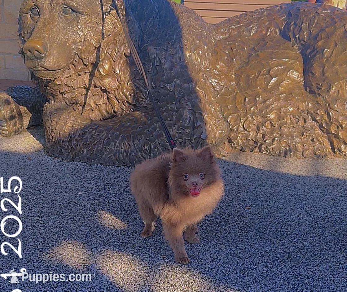 AKC Lavender Pom Leash Trained, a male Pomeranian for sale in Columbus, OH – Photo 2 of 5