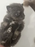 AKC RARE Blue Lavender Chocolate Silver includes INSURANCE DNA Tested, a female Pomeranian for sale in Columbus, OH – 7 of 10