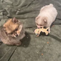 Born on ECLIPSE AKC Includes Insurance Sweet Playful Well Handled, a male Pomeranian for sale in Columbus, OH – Photo 7 of 10