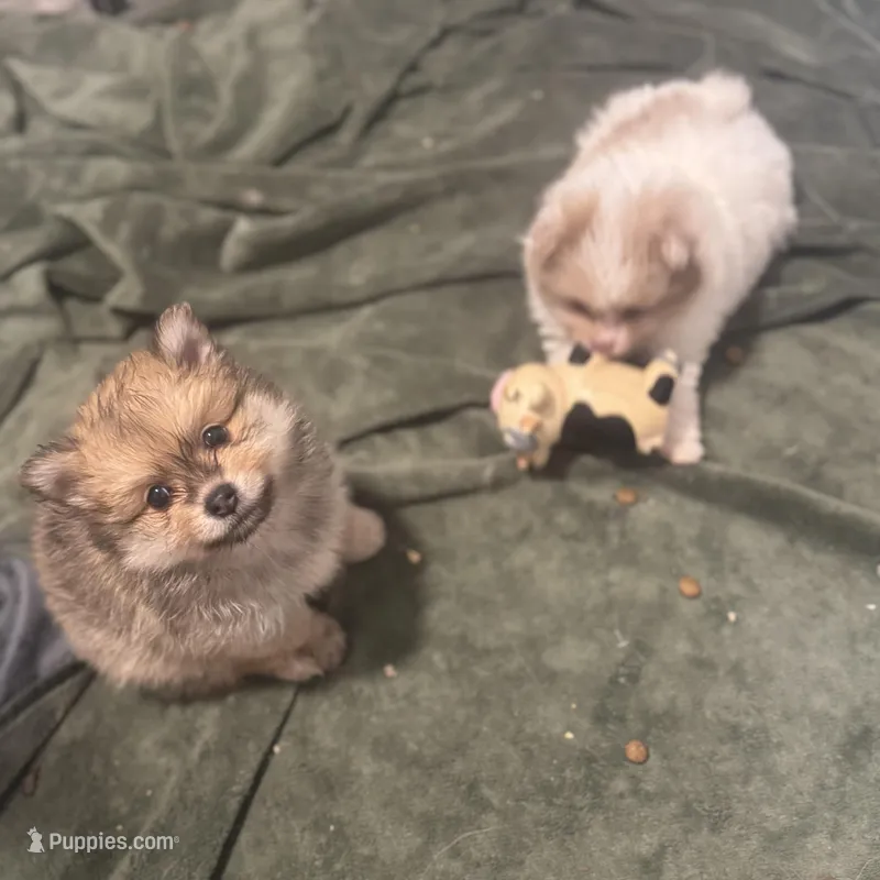 Born on ECLIPSE Sable AKC Sweet Playful Well Handled – Pomeranian puppy for sale in Columbus, OH