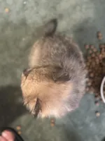 Born on ECLIPSE AKC Includes Insurance Sweet Playful Well Handled, a male Pomeranian for sale in Columbus, OH – Photo 10 of 10