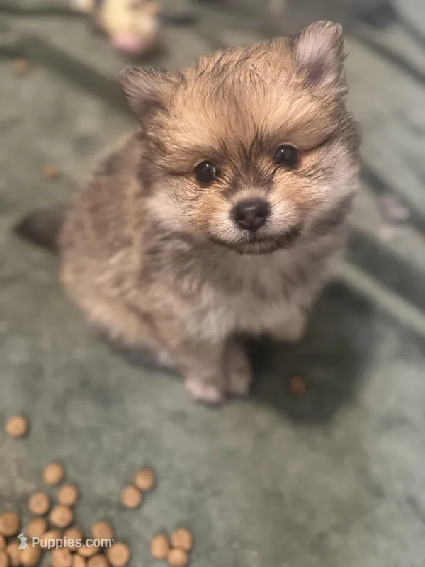 Born on ECLIPSE Sable AKC Sweet Playful Well Handled – Pomeranian puppy for sale in Columbus, OH