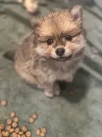 Born on ECLIPSE AKC Includes Insurance Sweet Playful Well Handled, a male Pomeranian for sale in Columbus, OH – Photo 3 of 10