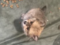 Born on ECLIPSE AKC Includes Insurance Sweet Playful Well Handled, a male Pomeranian for sale in Columbus, OH – Photo 4 of 10