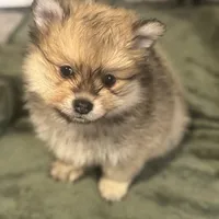 Born on ECLIPSE AKC Includes Insurance Sweet Playful Well Handled, a male Pomeranian for sale in Columbus, OH – Photo 8 of 10