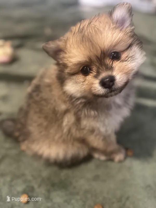 Born on ECLIPSE AKC Includes Insurance Sweet Playful Well Handled – Pomeranian puppy for sale in Columbus, OH