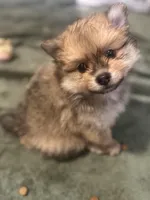 Born on ECLIPSE AKC Includes Insurance Sweet Playful Well Handled, a male Pomeranian for sale in Columbus, OH – Photo 1 of 10