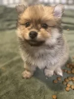 Born on ECLIPSE AKC Includes Insurance Sweet Playful Well Handled, a male Pomeranian for sale in Columbus, OH – Photo 2 of 10