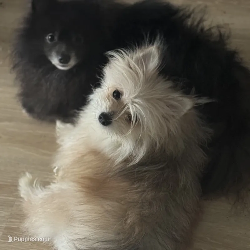 Fixed MaltiPom Sweet CANNOT Be Alone Must Have Dog Friends – Pomeranian, Maltipom puppy for sale in Columbus, OH