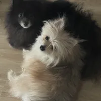 Fixed MaltiPom Sweet CANNOT Be Alone Must Have Dog Friends, a female Pomeranian and Maltipom for sale in Columbus, OH – 2 of 4