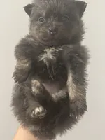 AKC RARE Blue Lavender Chocolate Silver includes INSURANCE DNA Tested, a female Pomeranian for sale in Columbus, OH – 9 of 10