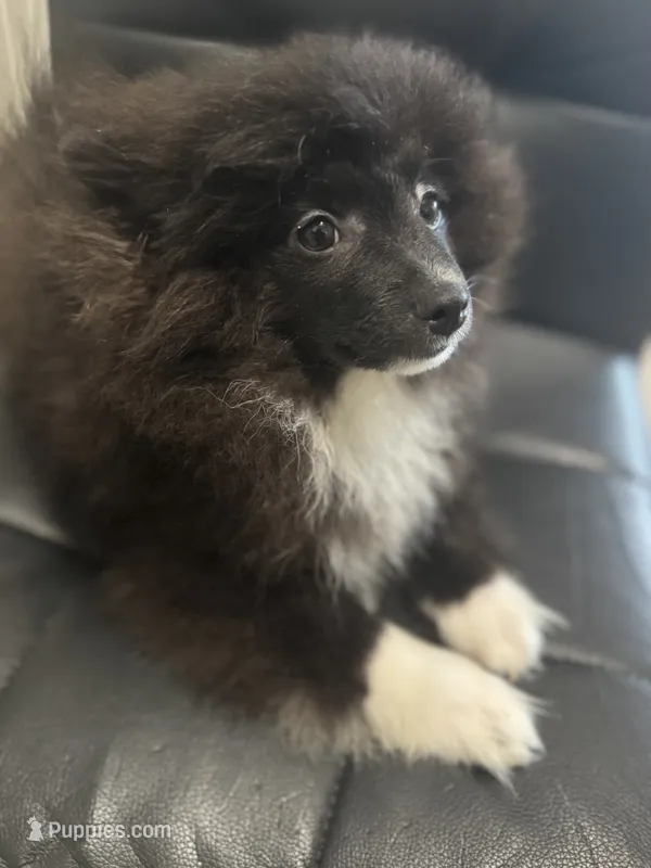 AKC PUFFY TEDDY TUXEDO XL Includes INSURANCE Tuxedo Parti XL Throwback – Pomeranian puppy for sale in Columbus, OH