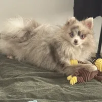 AKC Includes INSURANCE Lavender Merle Gray Blue Green Eyes, a male Pomeranian for sale in Columbus, OH – 2 of 10