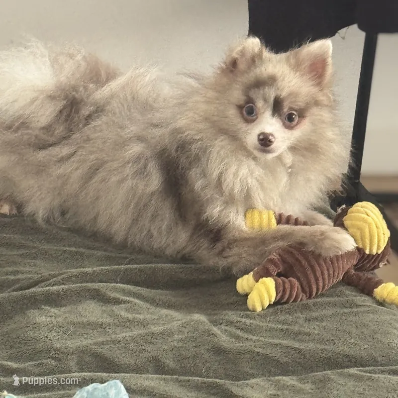 AKC Includes INSURANCE Lavender Merle Gray Blue Green Eyes – Pomeranian puppy for sale in Columbus, OH