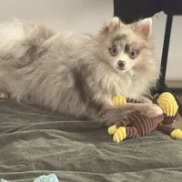 AKC Includes INSURANCE Lavender Merle Gray Blue Green Eyes, a male Pomeranian for sale in Columbus, OH – 1 of 10