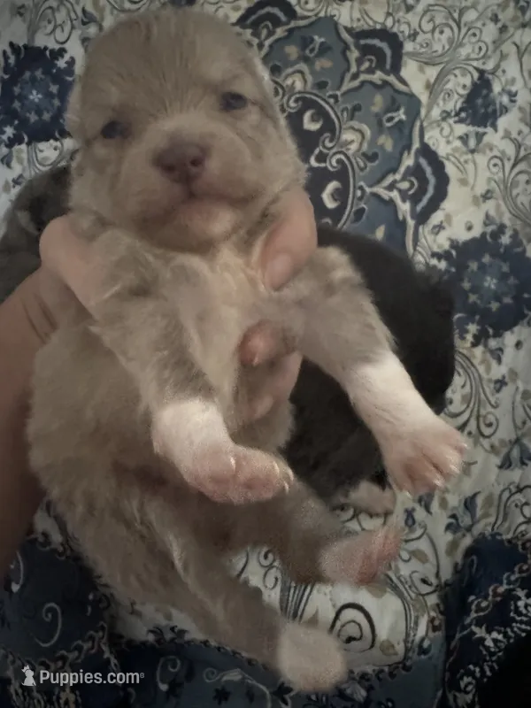 AKC RARE Lavender Parti VIOLET TEAL Gray Hazel Eyes Includes INSURANCE – Pomeranian puppy for sale in Columbus, OH