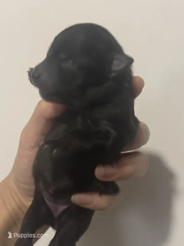 AKC includes INSURANCE Solid Black DNA Health Tested Lines – Pomeranian puppy for sale in Columbus, OH