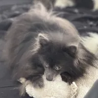 AKC includes INSURANCE Fox Face Blue  Sweet , a male Pomeranian for sale in Columbus, OH – 10 of 10