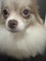 Fixed AKC includes Insurance Lavender Parti Merle Sweet Dainty Girly, a female Pomeranian for sale in Columbus, OH – 4 of 8