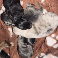 AKC RAREST Lavender BRINDLE SILVER Merle Gem Eyes includes INSURANCE, a female Pomeranian for sale in Columbus, OH – 6 of 9