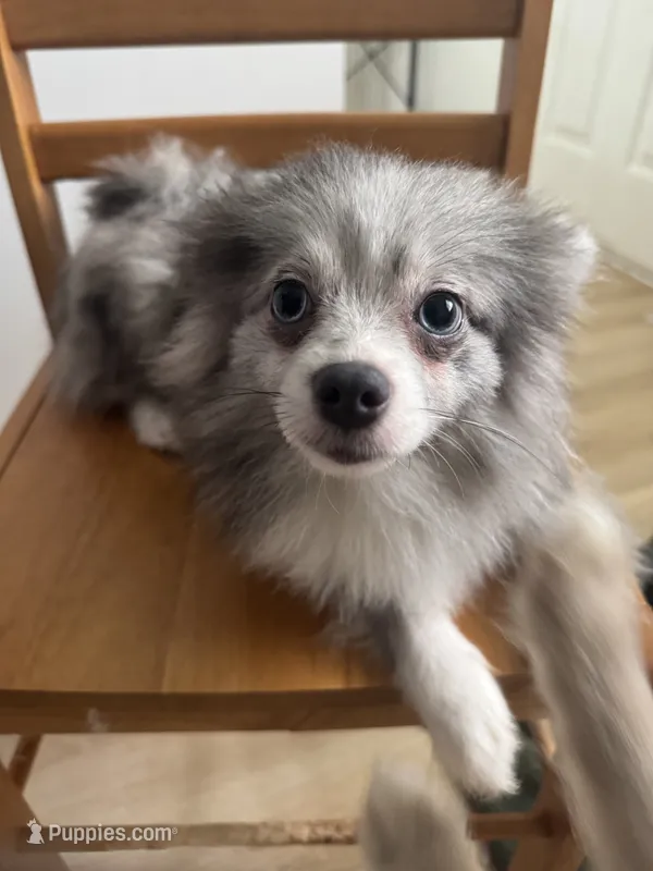 Fixed AKC Blue Merle Foxy ESCAPE RISK Athletic Sassy Sweet – Pomeranian puppy for sale in Columbus, OH