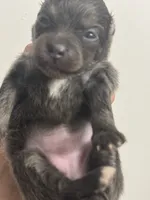 RARE Blue Lavender AKC includes INSURANCE DNA Tested Lines Purebred, a female Pomeranian for sale in Columbus, OH – 4 of 8