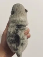 AKC RAREST Lavender BRINDLE SILVER Merle Gem Eyes includes INSURANCE, a female Pomeranian for sale in Columbus, OH – 3 of 9