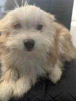 AKC DNA Tested 100% Pom Includes INSURANCE Fawn Lap Dog, a female Pomeranian for sale in Columbus, OH – 4 of 10