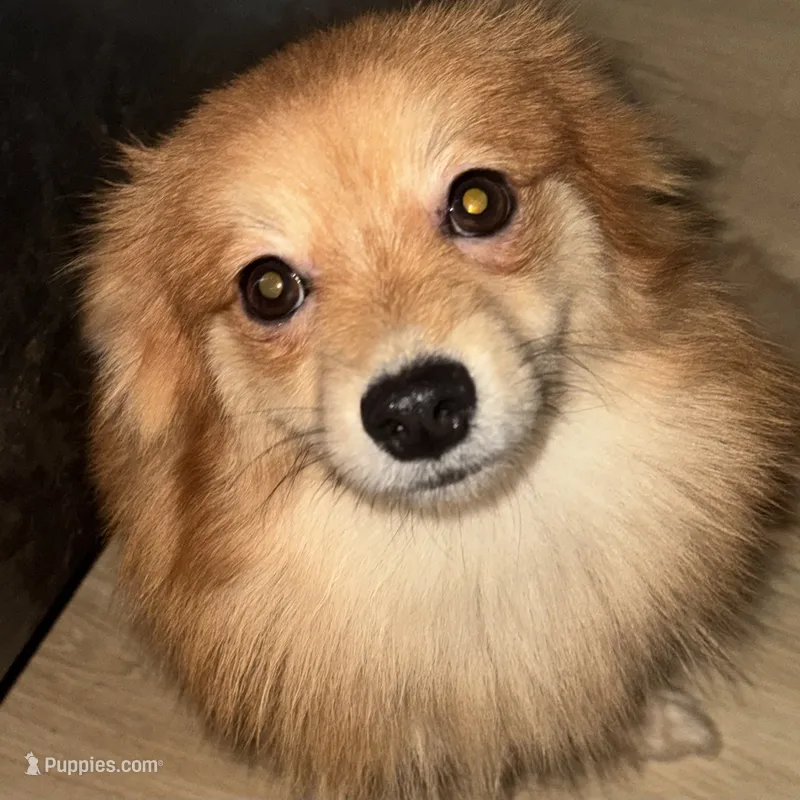 AKC Sable Born ECLIPSE includes INSURANCE Sweet Playful Well Handled – Pomeranian puppy for sale in Columbus, OH