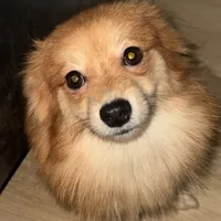 AKC Sable Born ECLIPSE includes INSURANCE Fox Face 🦊 Sweet, a male Pomeranian for sale in Columbus, OH – 2 of 10