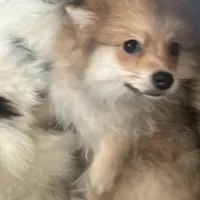 AKC Born ECLIPSE includes INSURANCE Sable Sweet Playful Well Handled, a male Pomeranian for sale in Columbus, OH – 1 of 9