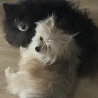 Fixed MaltiPom Sweet CANNOT Be Alone Must Have Dog Friends, a female Pomeranian and Maltipom for sale in Columbus, OH – 4 of 4