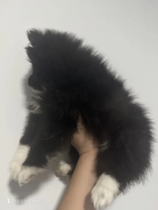 AKC XL Black Parti Tuxedo Mitten Toes Includes INSURANCE Throwback Pom – Pomeranian puppy for sale in Columbus, OH