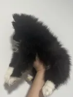AKC XL Black Parti Tuxedo Mitten Toes Includes INSURANCE Throwback Pom, a male Pomeranian for sale in Columbus, OH – 7 of 8