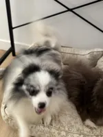 Fixed BUBBLY Blue Merle Parti Playful Sweet happy go lucky, a female Pomeranian for sale in Columbus, OH – 10 of 10