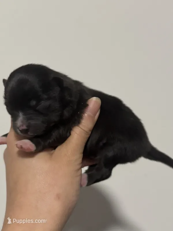 AKC includes INSURANCE Tuxedo Black White Parti  Fox Face Athletic – Pomeranian puppy for sale in Columbus, OH