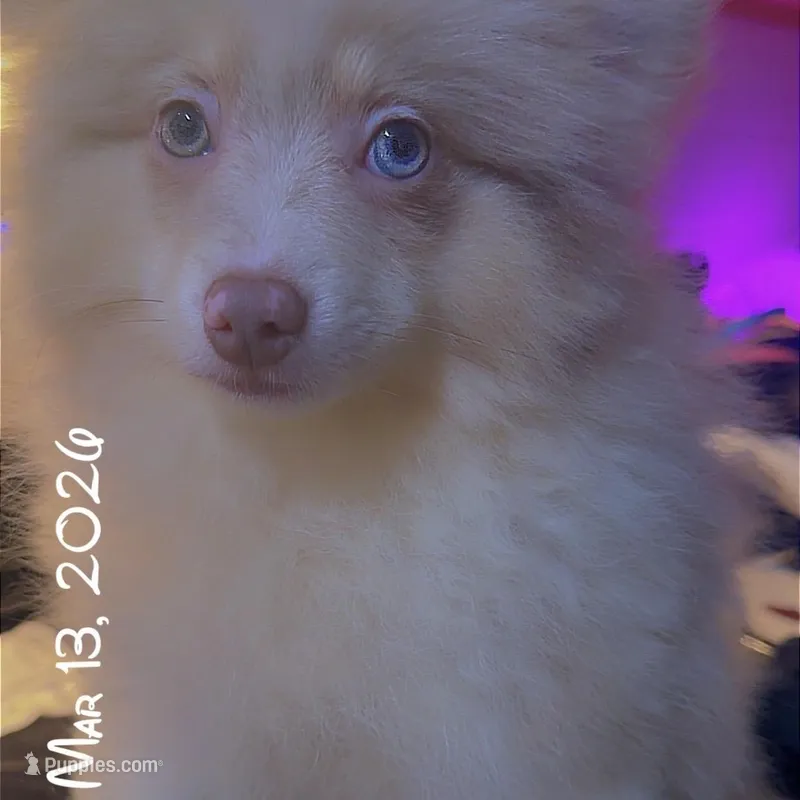 AKC Lavender Parti Merle Blue Green Eyes Heterochromia – Pomeranian puppy for sale in Columbus, OH