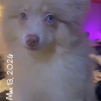 AKC Lavender Parti Merle Blue Green Eyes Heterochromia, a male Pomeranian for sale in Columbus, OH – Photo 1 of 8