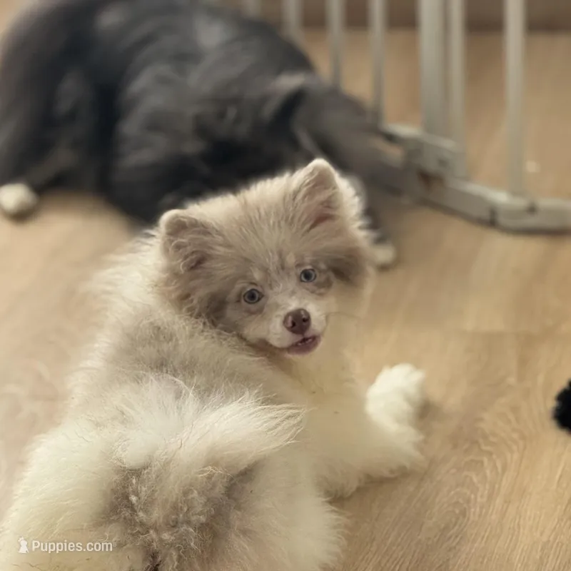 AKC Lavender Parti Merle Blue Green Eyes Heterochromia – Pomeranian puppy for sale in Columbus, OH
