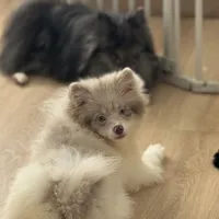 AKC Lavender Parti Merle Blue Green Eyes Heterochromia, a male Pomeranian for sale in Columbus, OH – 4 of 10
