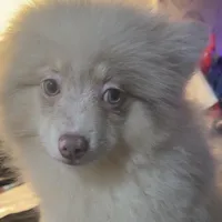 AKC Lavender Parti Merle Blue Green Eyes Heterochromia, a male Pomeranian for sale in Columbus, OH – Photo 3 of 8