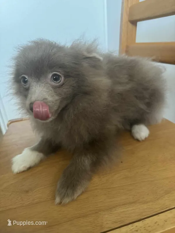 AKC Lavender Parti Sweet Dainty – Pomeranian puppy for sale in Columbus, OH