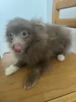 AKC Lavender Parti Sweet Dainty Playful Pom, a male Pomeranian for sale in Columbus, OH – Photo 2 of 10